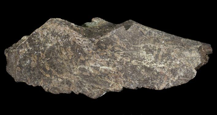 Mosasaur Bone Section - Montana #71272